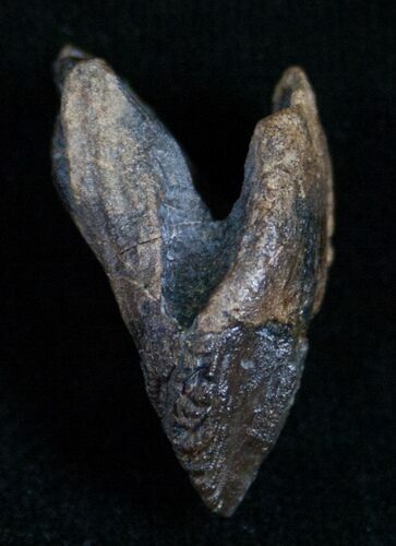 Rooted Triceratops Tooth - #7159